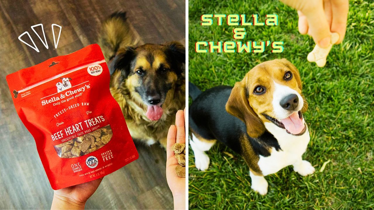 Can't decide which Stella and Chewy treats to buy? Check out our top 3!