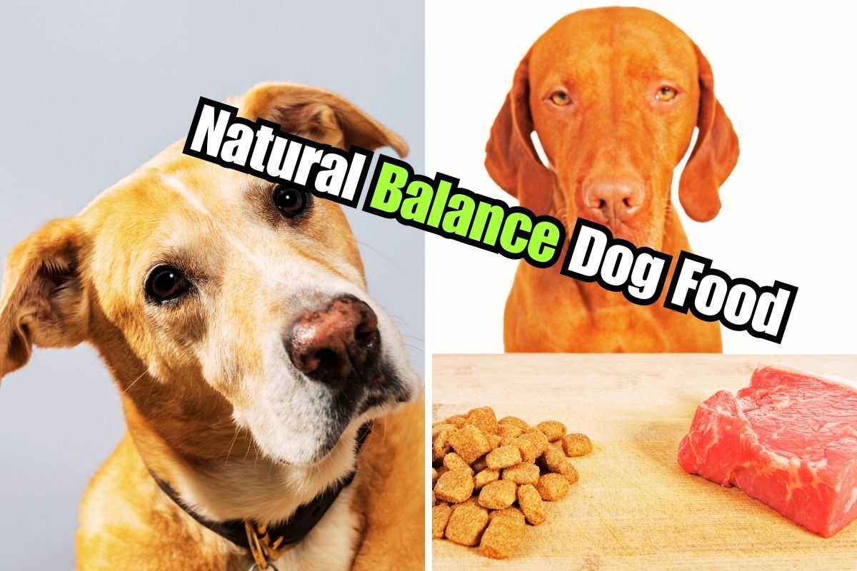 Is Natural Balance Sweet Potato And Venison Dog Food A Good Meal 