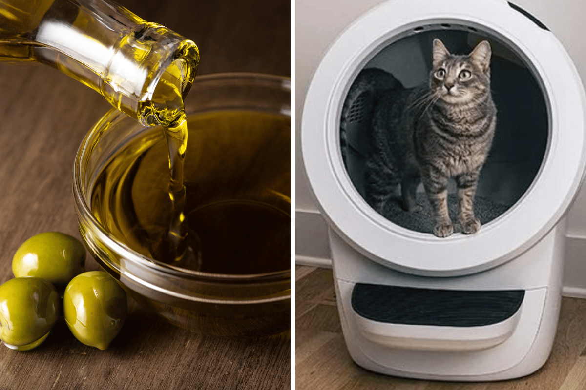 olive-oil-for-cats-with-constipation-a-natural-remedy